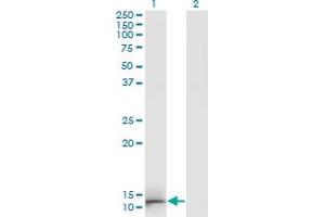 Western Blot analysis of GAL expression in transfected 293T cell line by GAL monoclonal antibody (M01A), clone 3C1-G5.