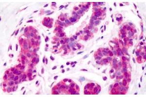 Anti-Aldolase antibody IHC staining of human breast. (ALDOA anticorps)