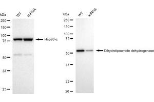 Western blotting analysis using Dihydrolipoamide dehydrogenase antibody (ABIN7798335). (Recombinant DLD anticorps)