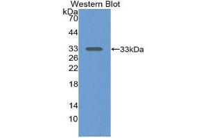 Western Blotting (WB) image for anti-Alanine Aminotransferase (ALT) (AA 143-417) antibody (ABIN1077757) (ALT anticorps  (AA 143-417))