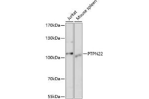 Western blot analysis of extracts of various cell lines, using PTPN22 antibody (ABIN3021952, ABIN3021953, ABIN1513449 and ABIN6218285) at 1:1000 dilution.