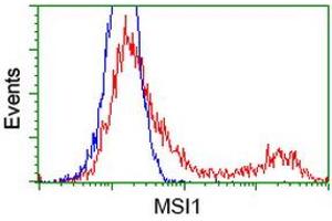 HEK293T cells transfected with either RC215992 overexpress plasmid (Red) or empty vector control plasmid (Blue) were immunostained by anti-MSI1 antibody (ABIN2454102), and then analyzed by flow cytometry. (MSI1 anticorps)
