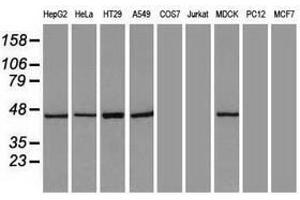 Image no. 7 for anti-Keratin 18 (KRT18) (AA 69-372) antibody (ABIN1491639)