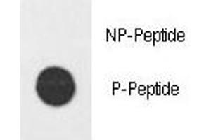 Dot blot analysis of phospho-E2F1 antibody.