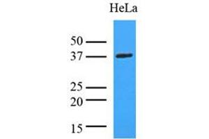 Western Blotting (WB) image for anti-Lactate Dehydrogenase A (LDHA) (AA 1-332), (N-Term) antibody (ABIN492379) (Lactate Dehydrogenase A anticorps  (N-Term))