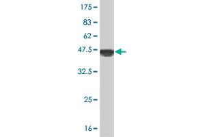 Western Blot detection against Immunogen (40.