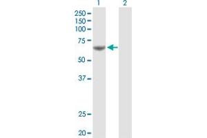 Western Blot analysis of PDE1A expression in transfected 293T cell line by PDE1A MaxPab polyclonal antibody. (PDE1A anticorps  (AA 1-545))