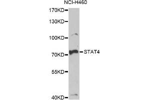 Western blot analysis of extracts of NCI-H460 cells, using STAT4 antibody. (STAT4 anticorps)