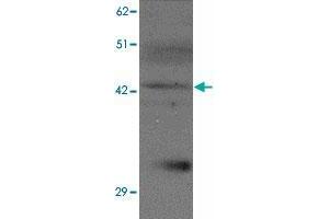 Western blot analysis of SLC39A13 in K-562 cell lysate with SLC39A13 polyclonal antibody  at 1 ug/mL. (SLC39A13 anticorps  (N-Term))