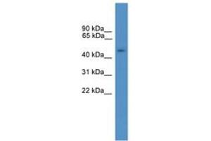 Image no. 1 for anti-General Transcription Factor IIA, 1-Like (GTF2A1L) (AA 371-420) antibody (ABIN6746378) (GTF2A1L anticorps  (AA 371-420))