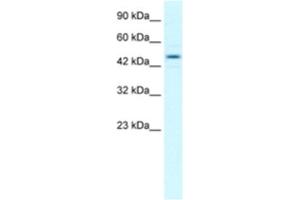 Western Blotting (WB) image for anti-Transcription Elongation Factor B (SIII), Polypeptide 1 (15kDa, Elongin C) (TCEB1) antibody (ABIN2463869) (TCEB1 anticorps)