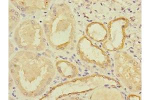 Immunohistochemistry of paraffin-embedded human kidney tissue using ABIN7160377 at dilution of 1:100