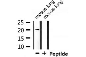 Western blot analysis of extracts from mosue lung, using Mammaglobin Antibody.