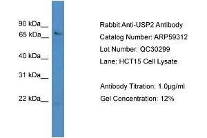 WB Suggested Anti-USP2  Antibody Titration: 0. (USP2 anticorps  (N-Term))