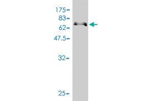 Western Blot detection against Immunogen (66.