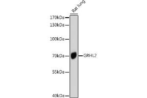 Western blot analysis of extracts of Rat lung, using GRHL2 antibody (ABIN6131917, ABIN6141384, ABIN6141385 and ABIN6214306) at 1:1000 dilution. (GRHL2 anticorps  (AA 80-250))