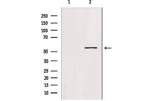 Western blot analysis of extracts from 293, using KLF11 Antibody. (KLF11 anticorps  (N-Term))
