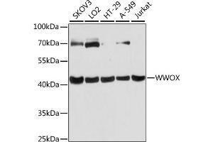 Western blot analysis of extracts of various cell lines, using WWOX antibody  at 1:3000 dilution. (WWOX anticorps  (AA 1-120))