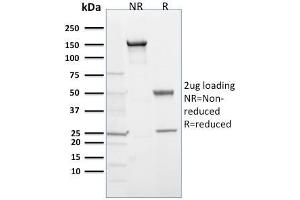 SDS-PAGE Analysis Purified EGLN1 / PHD2 Mouse Monoclonal Antibody (366G/76/3). (EGLN1 anticorps  (AA 1-24))