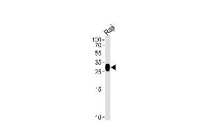 Western blot analysis of lysate from Raji cell line, using HLA-DRB4 Antibody (N-term) (ABIN657613 and ABIN2846610).