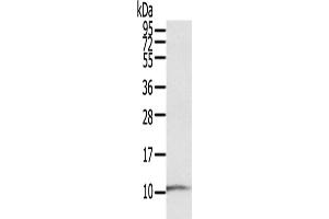 Western Blotting (WB) image for anti-S100 Calcium Binding Protein P (S100P) antibody (ABIN2825760) (S100P anticorps)
