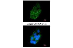 ICC/IF Image Immunofluorescence analysis of paraformaldehyde-fixed A431, using Annexin II , antibody at 1:200 dilution. (Annexin A2 anticorps)