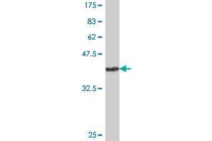 Western Blot detection against Immunogen (38.