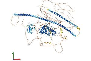 AlphaFold protein structure predicition of Mouse Recombinant Tp53bp2 Protein, UniprotID Q8CG79