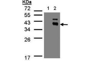 Western Blot analysis: PP2C kappa/PPM1K antibody staining of transfected 293T cell line at 1/500, 12% SDS PAGE Lane 1: Non-transfected lysate.