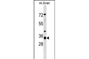H1A Antibody (N-term) 19161a western blot analysis in mouse liver tissue lysates (35 μg/lane).