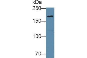 Western blot analysis of Human 293T cell lysate, using Mouse EPRS Antibody (1 µg/ml) and HRP-conjugated Goat Anti-Rabbit antibody ( (EPRS anticorps  (AA 1007-1512))