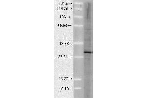 Western Blot analysis of Human Cell lysates showing detection of Aha1 protein using Rat Anti-Aha1 Monoclonal Antibody, Clone 25F2. (AHSA1 anticorps  (FITC))