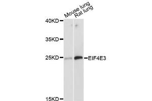 Western blot analysis of extracts of various cell lines, using EIF4E3 antibody (ABIN6292064) at 1:3000 dilution. (EIF4E3 anticorps)