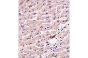 C staining G7L in human liver tissue sections by Immunohistochemistry (IHC-P - paraformaldehyde-fixed, paraffin-embedded sections). (ATG7 anticorps  (AA 494-523))