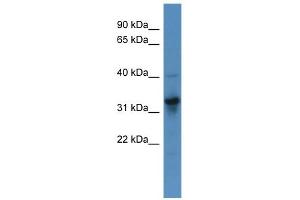 WB Suggested Anti-T Antibody Titration:  0. (T Brachyury Protein (N-Term) anticorps)