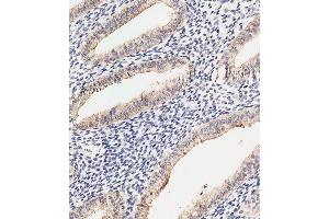 Immunohistochemical analysis of paraffin-embedded Human uterus tissue using (ABIN6242718 and ABIN6577914) performed on the Leica® BOND RXm. (DKK1 anticorps  (AA 1-266))