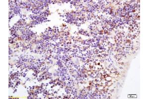 Formalin-fixed and paraffin embedded mouse spleen labeled with Rabbit Anti TSPAN9/NET-5 Polyclonal Antibody, Unconjugated (ABIN1387820) at 1:200 followed by conjugation to the secondary antibody and DAB staining