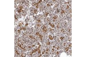 Immunohistochemical staining of human pancreas with ISG20L2 polyclonal antibody  shows distinct nuclear and cytoplasmic positivity in intercalated ducts at 1:50-1:200 dilution.