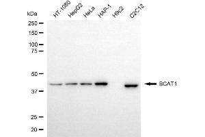 Western blotting analysis using BCAT1 antibody (ABIN7797781).