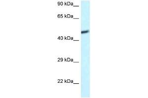 Western Blot showing DAP3 antibody used at a concentration of 1 ug/ml against U937 Cell Lysate (DAP3 anticorps  (C-Term))