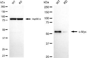 Western blotting analysis using c-Myc antibody (ABIN7799505).