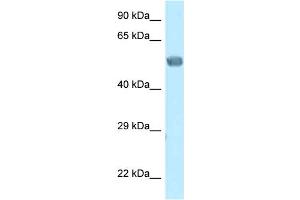 WB Suggested Anti-Eed Antibody Titration: 1. (EED anticorps  (N-Term))