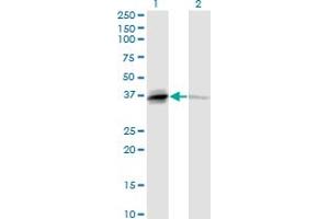 Western Blot analysis of TNFSF13B expression in transfected 293T cell line by TNFSF13B monoclonal antibody (M04), clone 2C11. (BAFF anticorps  (AA 1-285))