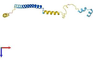 AlphaFold protein structure predicition of Human Recombinant CPLX1 Protein, UniprotID O14810
