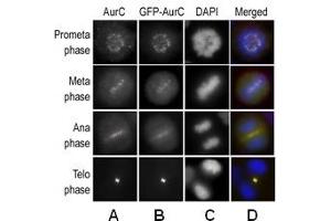 Immunofluorescence: Aurora C antibody staining of HeLa cells, expressing GFP-Aurora C, at different cellular mitotic stages as primary antibody (A), GFP Fluorescence (B), DAPI nuclear staining (C), and AP13519PU-N merged to DAPI staining (D).