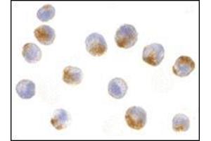 Immunocytochemistry of NAIP in A549 cells with NAIP antibody at 10 μg/ml.