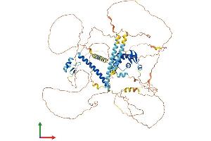 AlphaFold protein structure predicition of Mouse Recombinant Foxp4 Protein, UniprotID Q9DBY0