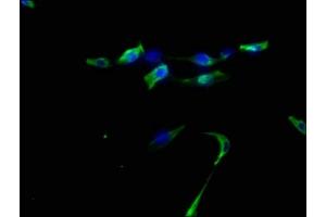 Immunofluorescence staining of U87 cells with ABIN7139803 at 1:50, counter-stained with DAPI. (DNER anticorps  (AA 150-168))
