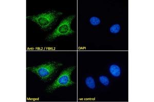 ABIN185053 Immunofluorescence analysis of paraformaldehyde fixed HeLa cells, permeabilized with 0. (FBXL2 anticorps  (N-Term))