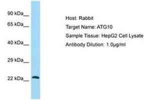Image no. 1 for anti-Autophagy Related 10 (ATG10) (C-Term) antibody (ABIN6749947) (ATG10 anticorps  (C-Term))